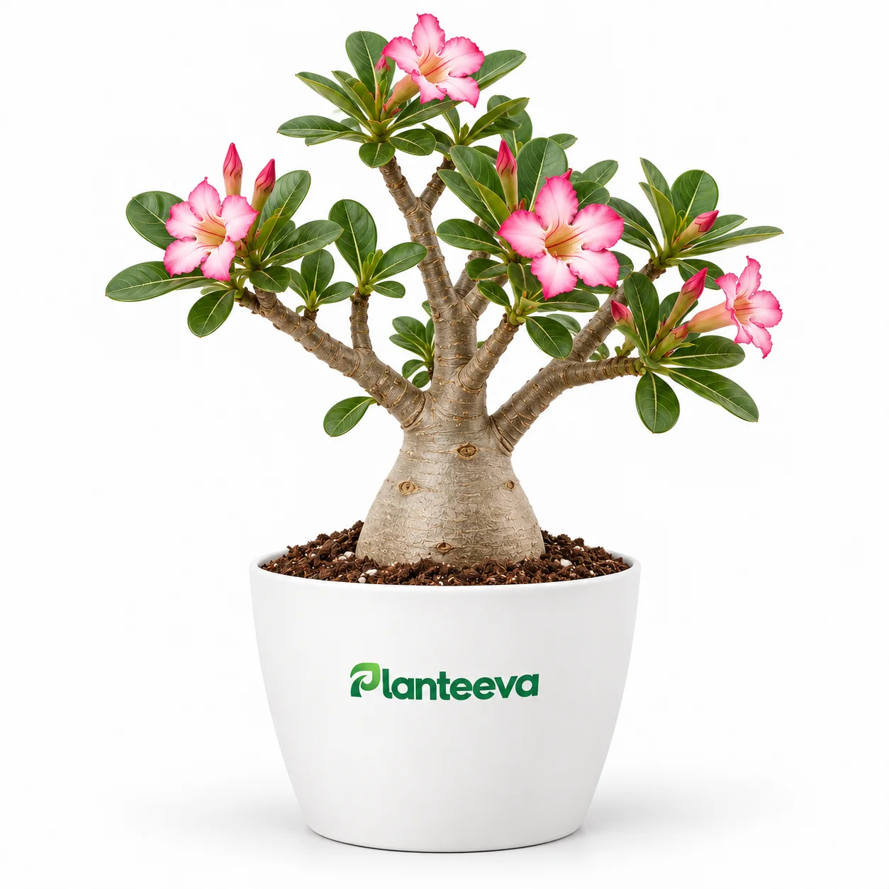 076-adenium-featured_resized