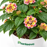 077-lantana-closeup_resized