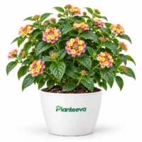 077-lantana-featured_resized