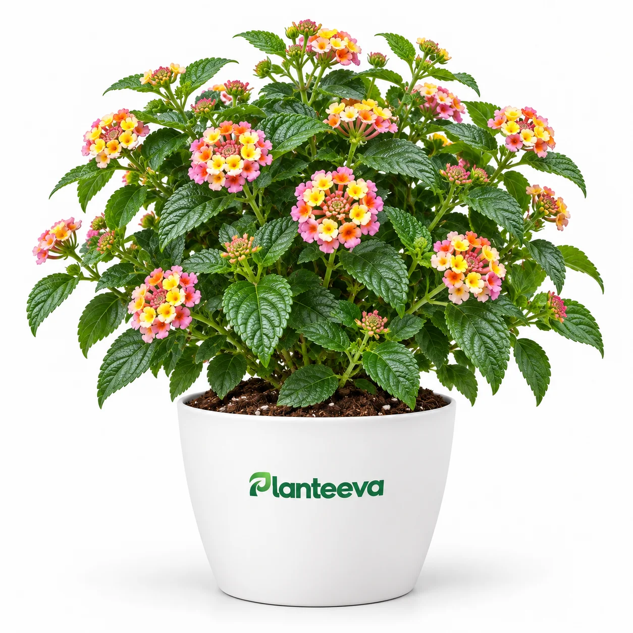 077-lantana-featured_resized 077-lantana-featured_resized