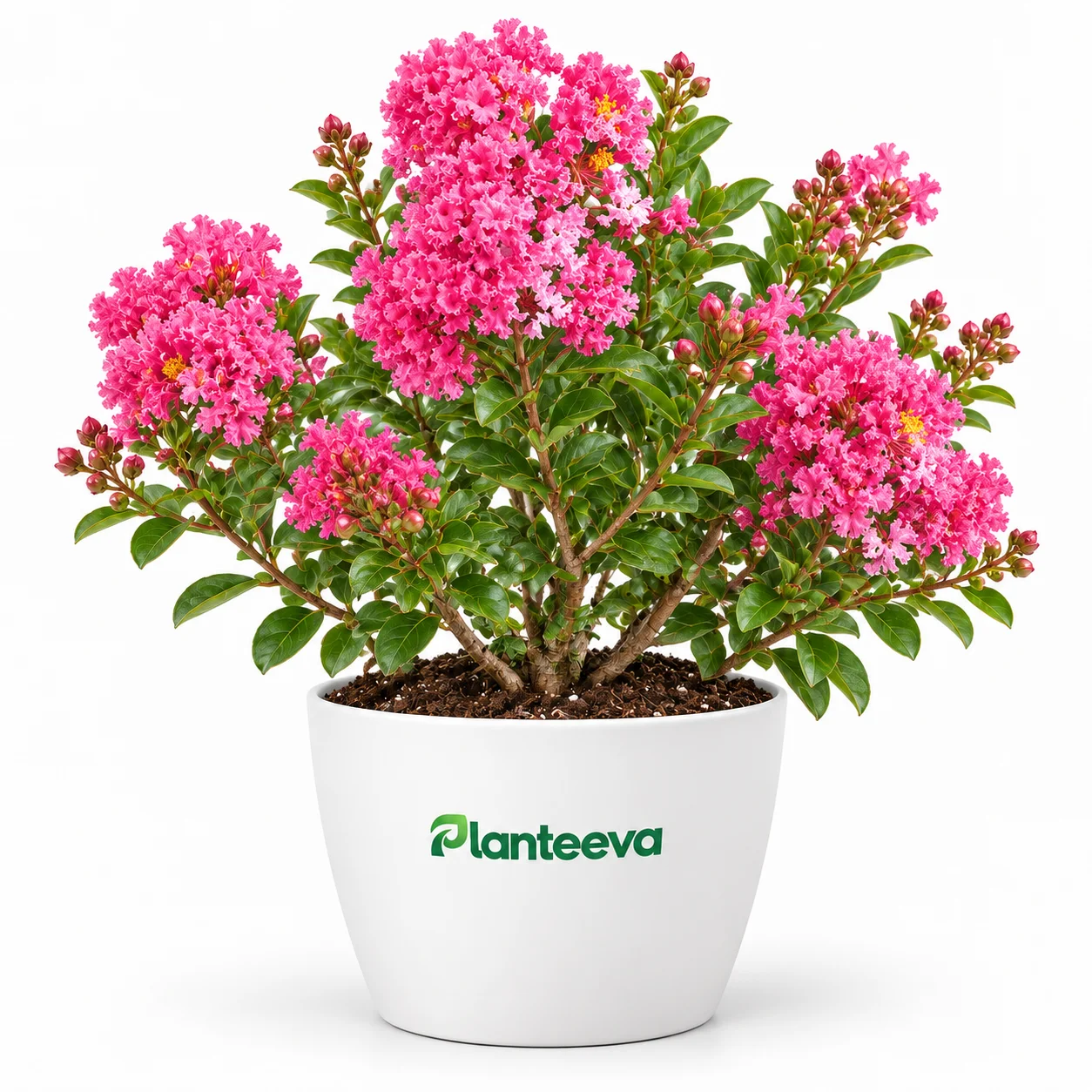 078-lajostonia-flower-featured_resized