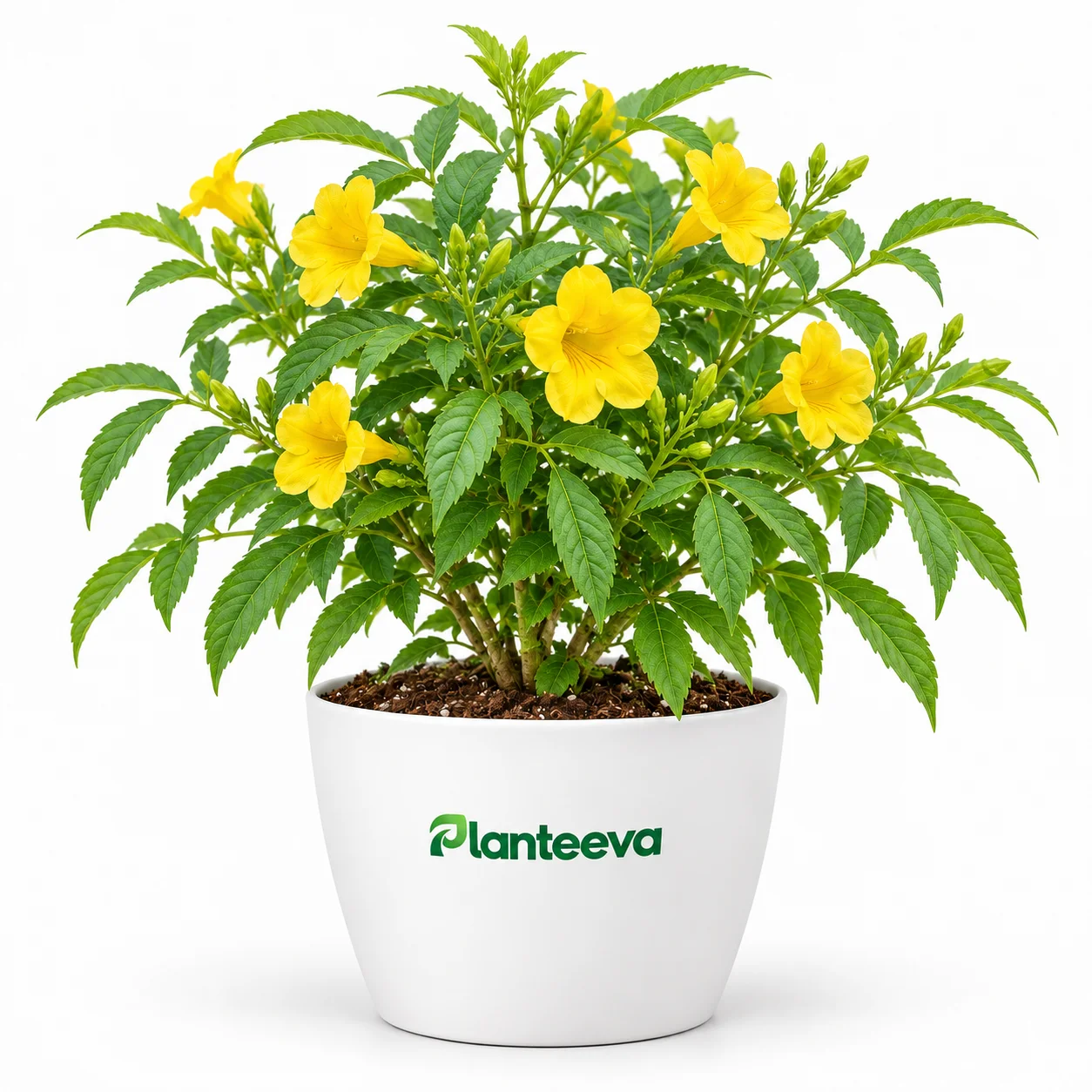 079-tecoma-yellow-featured_resized