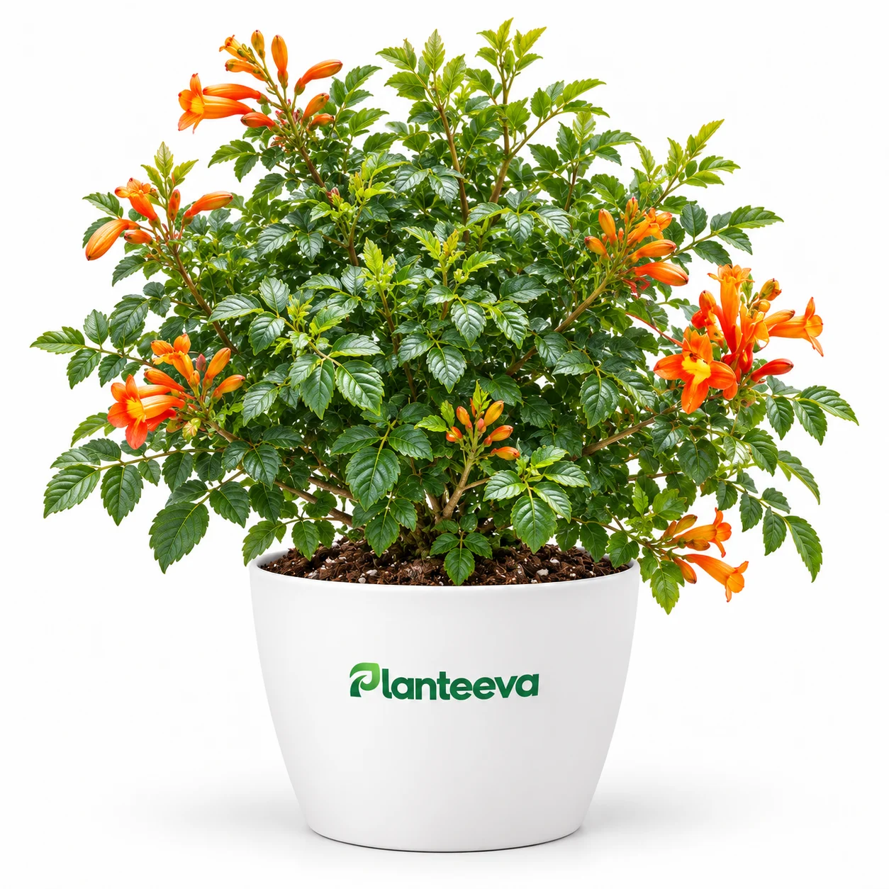 080-tecoma-bush-orange-featured_resized