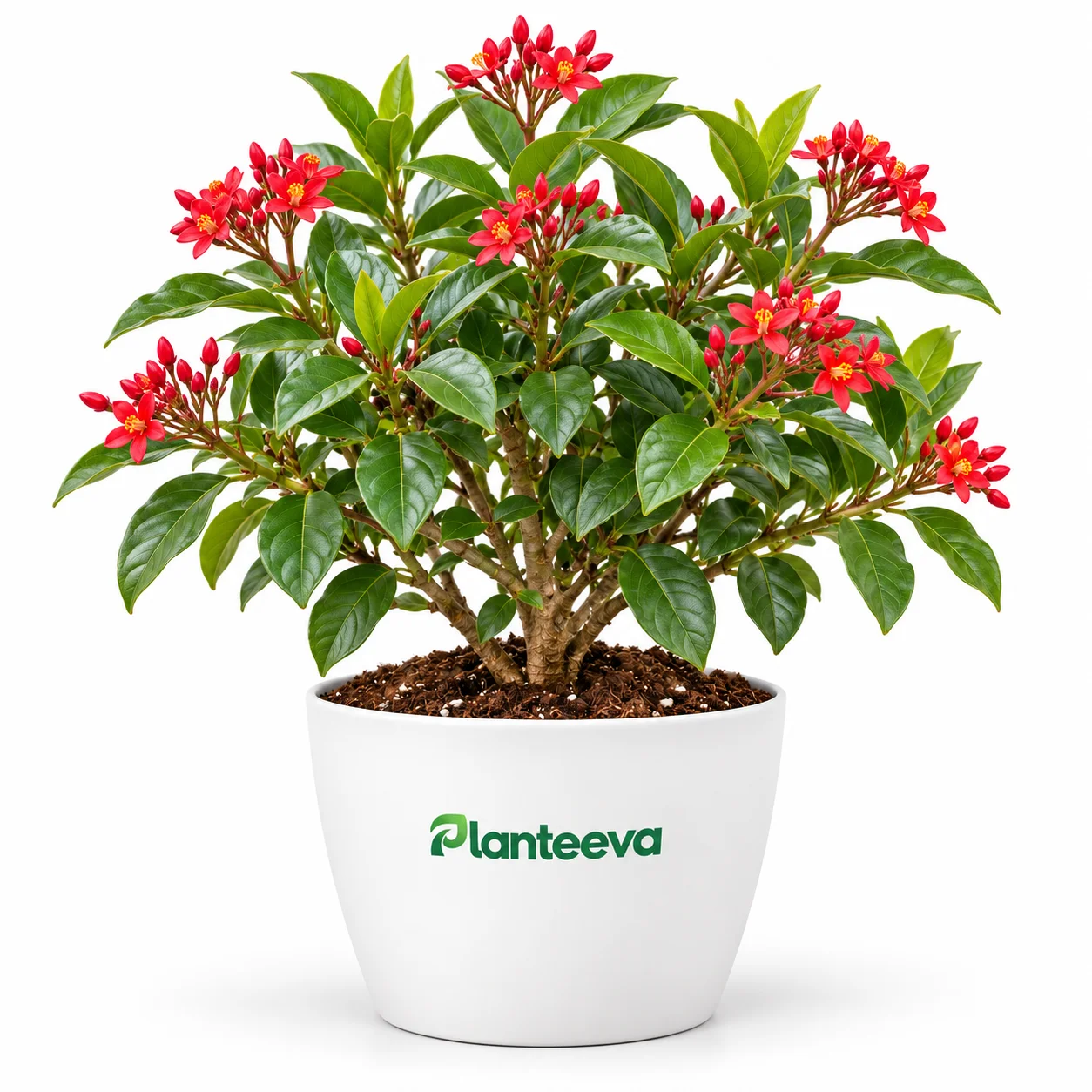 081-jatropha-featured_resized