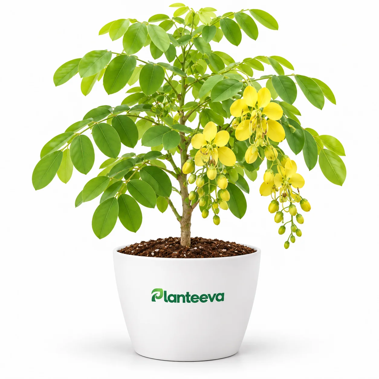 082-amaltas-featured_resized