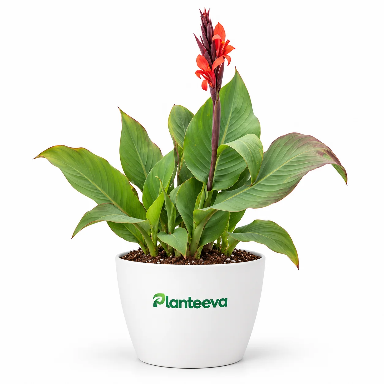 084-canna-flower-featured_resized
