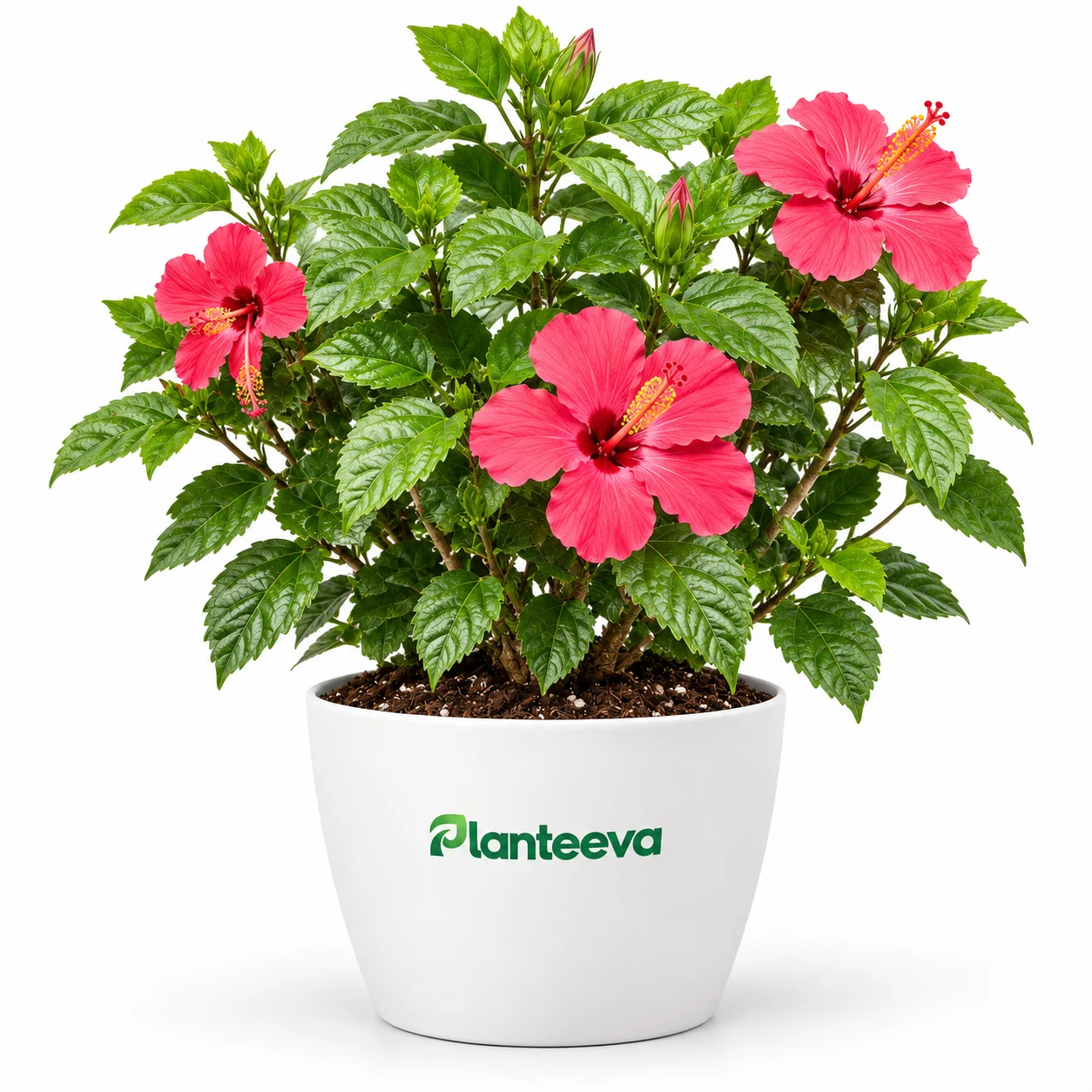 085-hibiscus-featured_resized