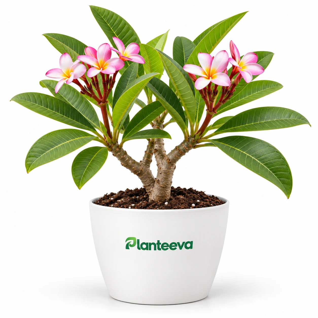 086-plumeria-featured_resized