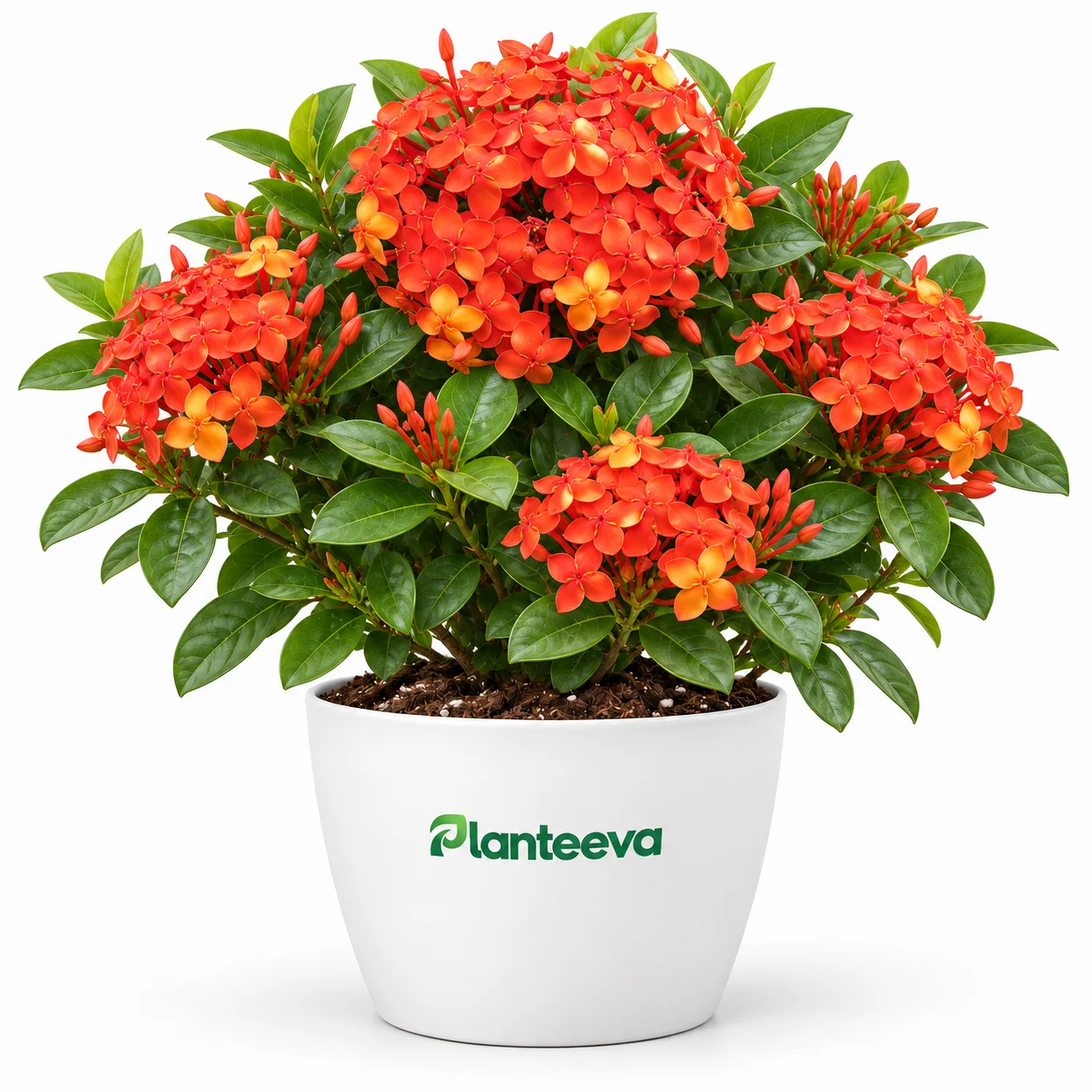 088-ixora-featured_resized