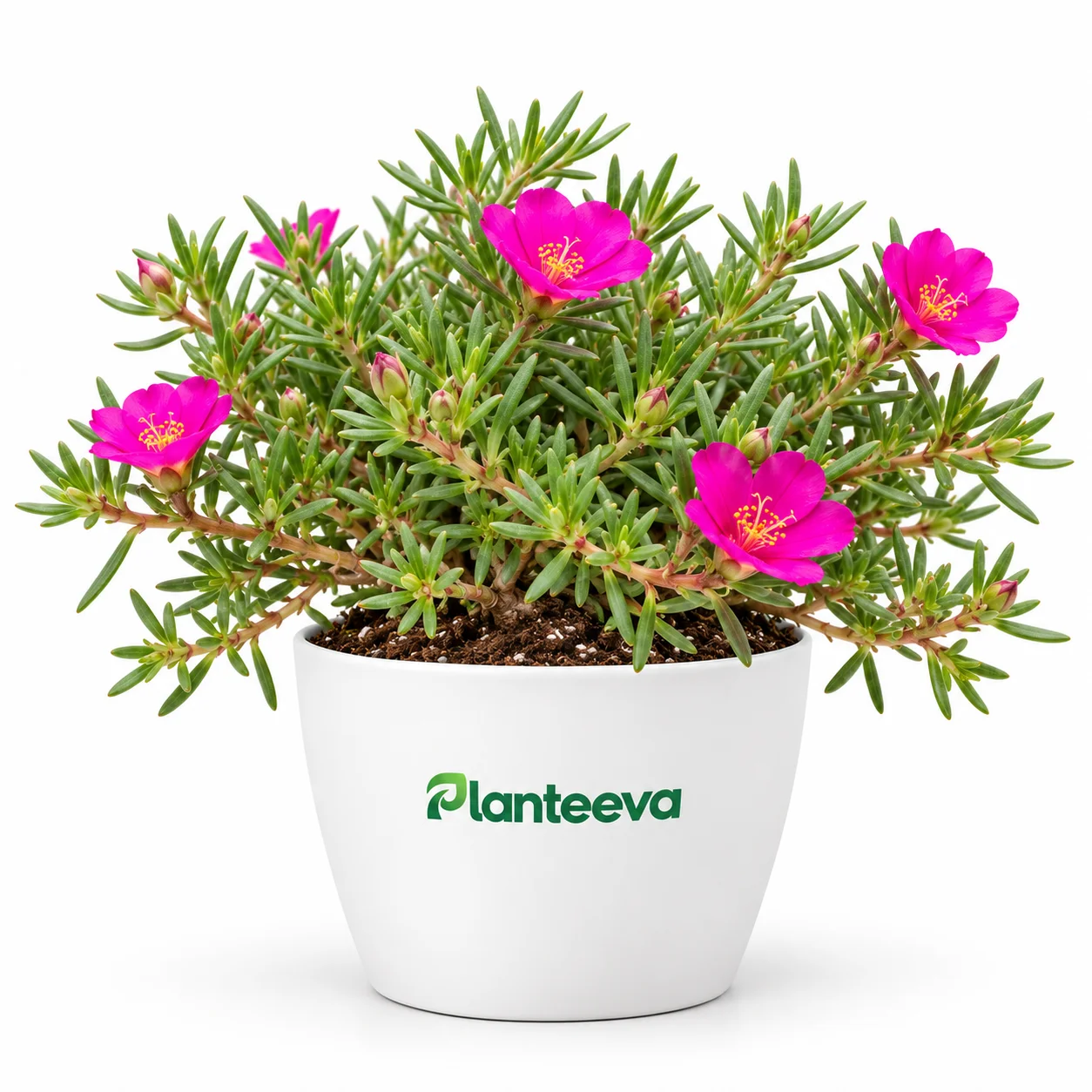 089-portulaca-featured_resized