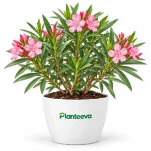 Kaner Plant