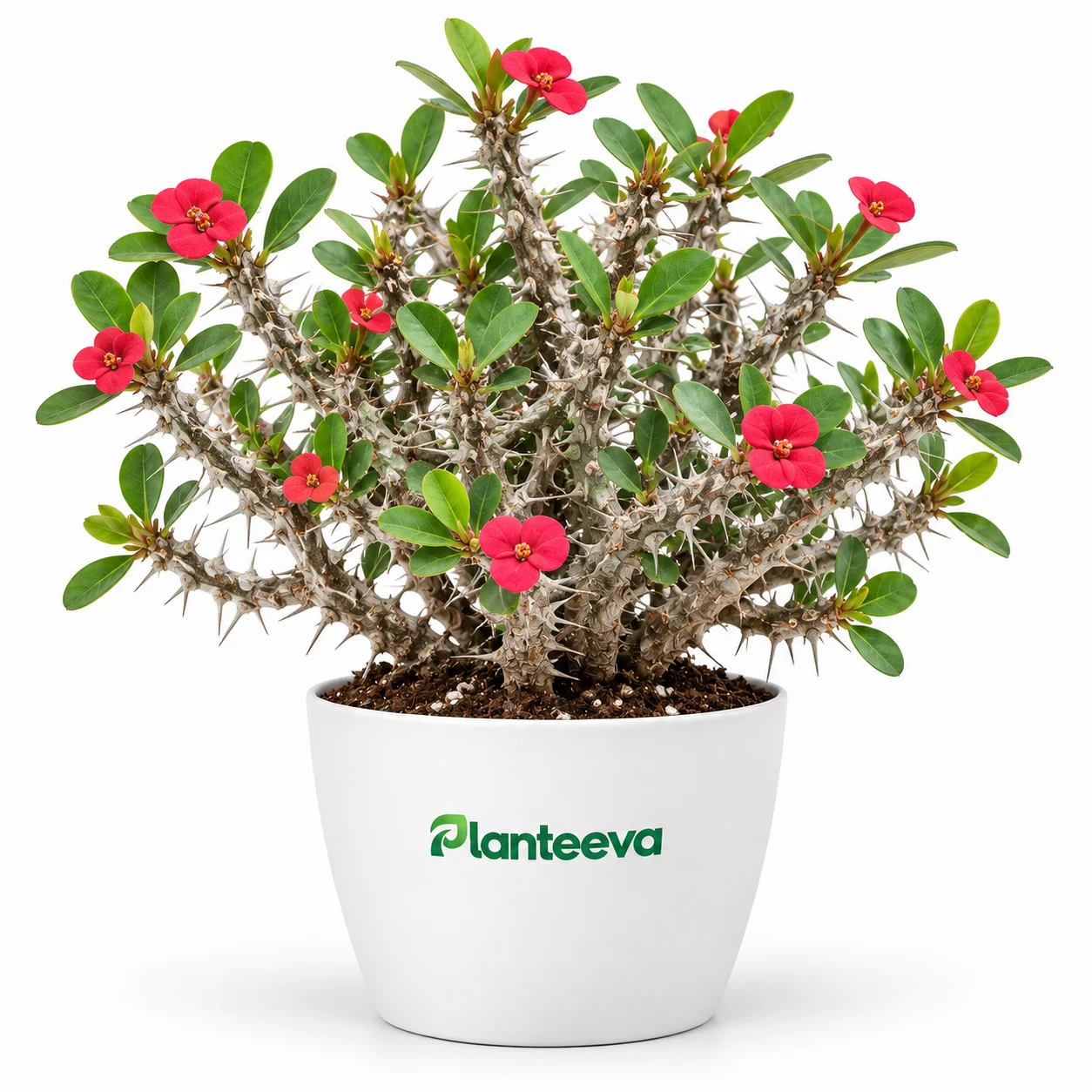 094-euphorbia-featured_resized