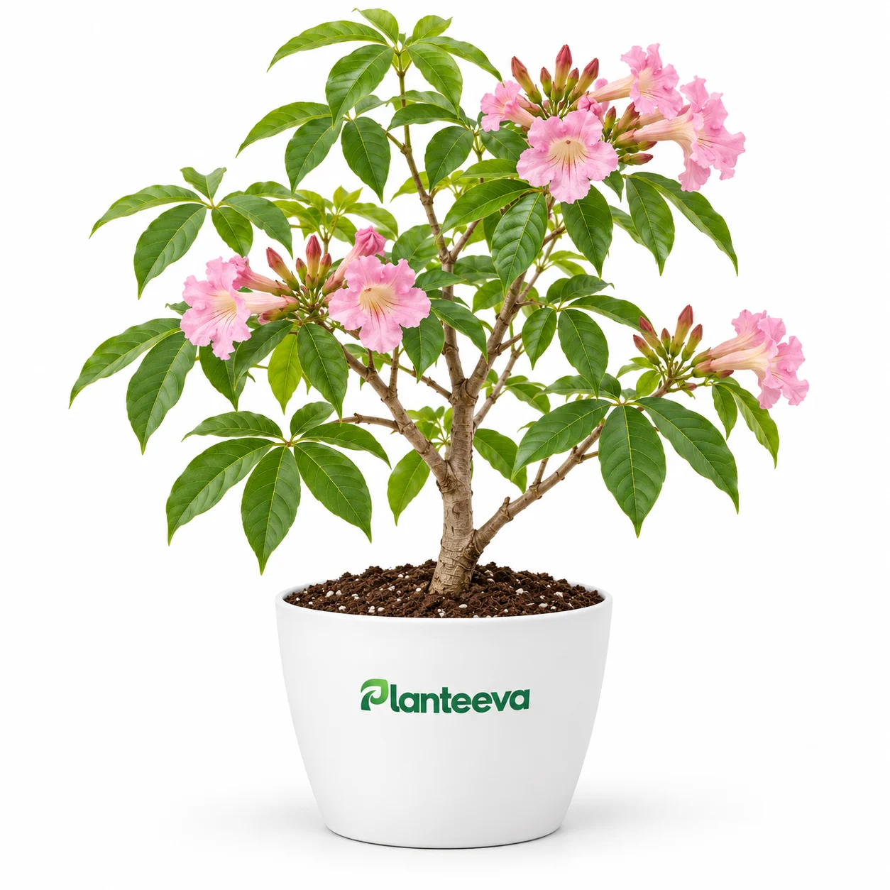 095-tabebuia-featured_resized