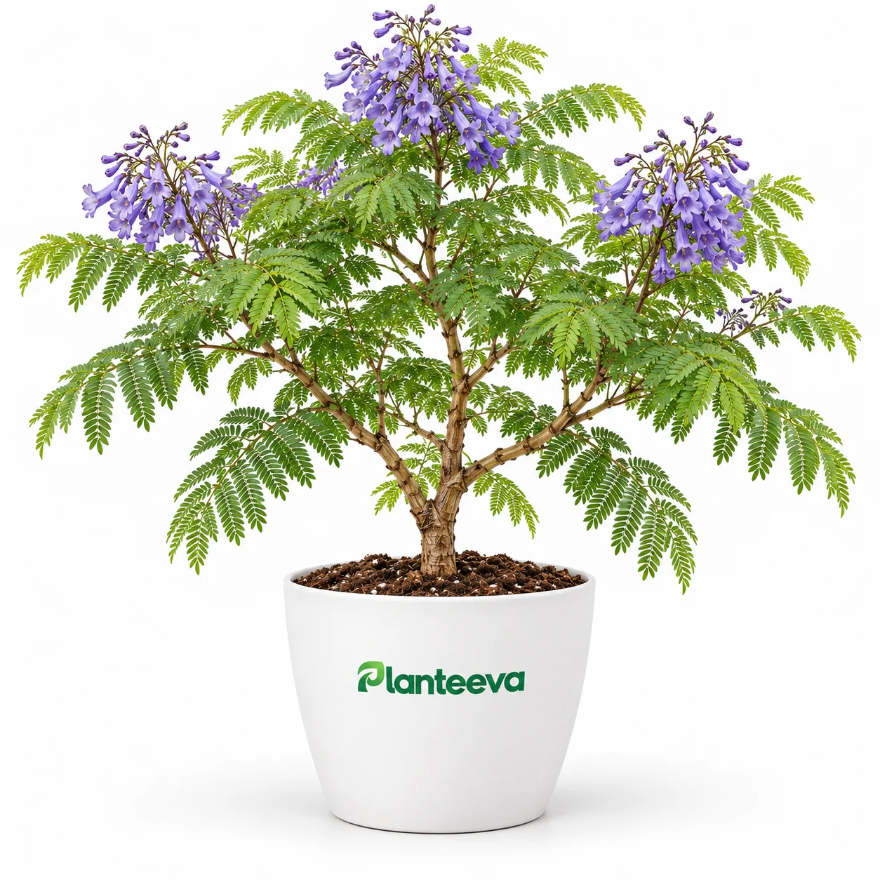 096-jacaranda-featured_resized