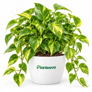 Pothos Plant