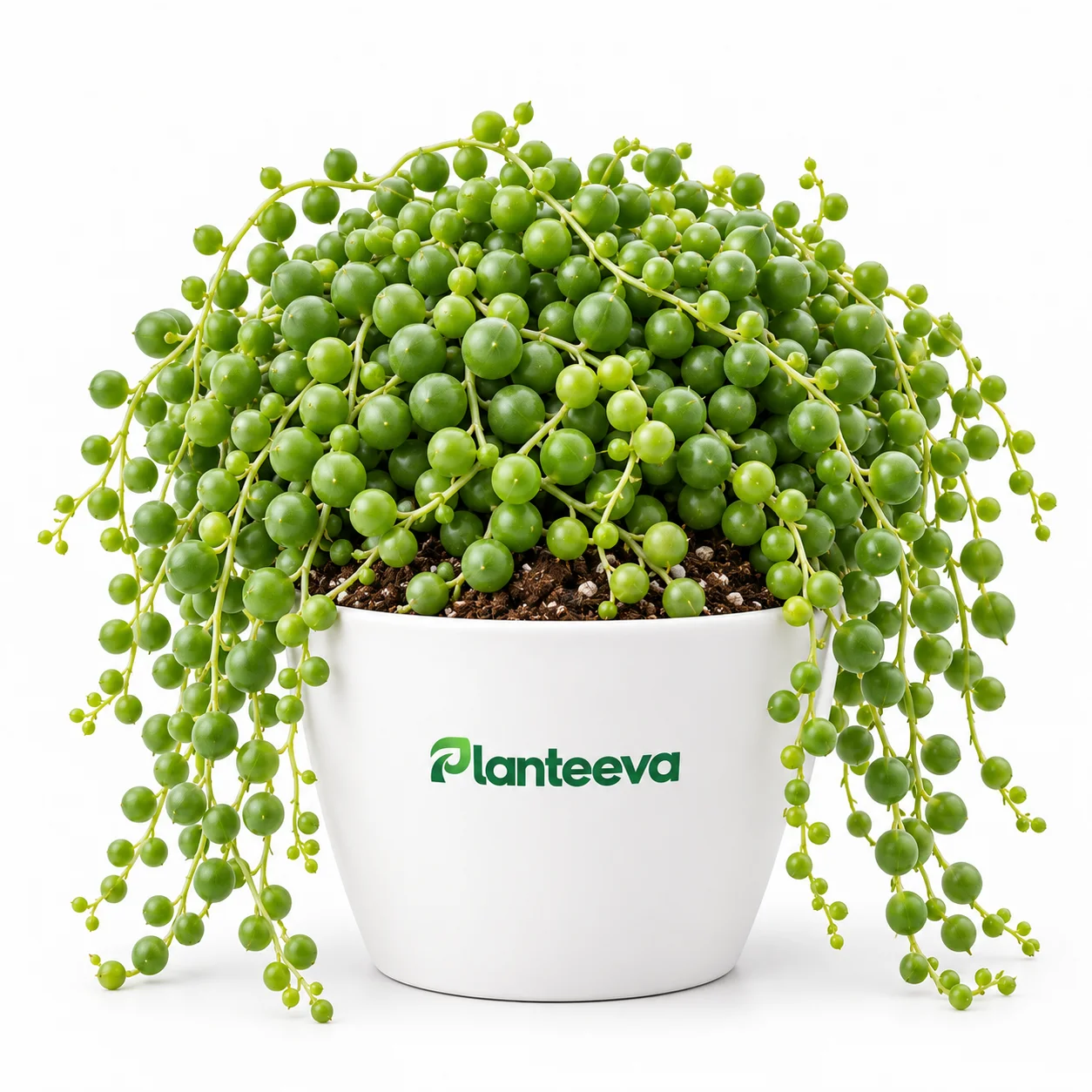098-string-of-pearls-featured_resized