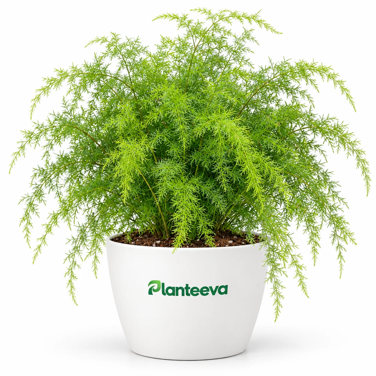 104-asparagus-fern-featured_resized