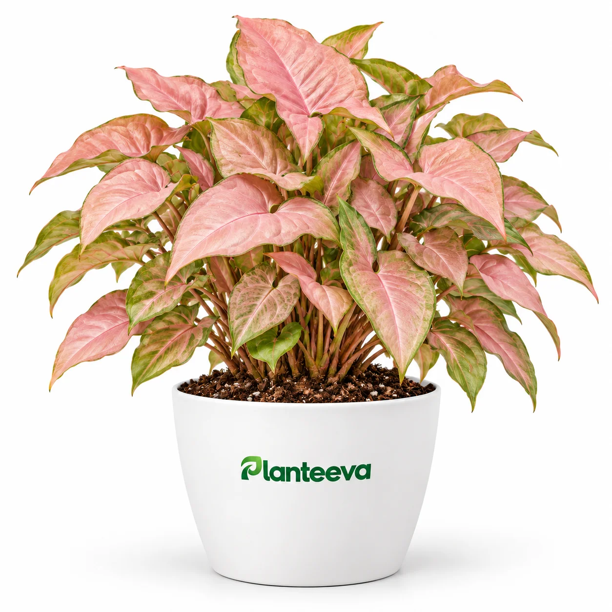 108-syngonium-pink-featured_resized