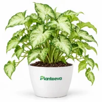 109-syngonium-butterfly-featured_resized