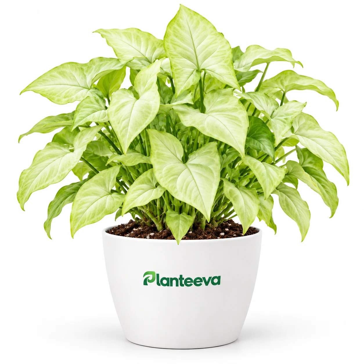 110-syngonium-moonlight-featured_resized