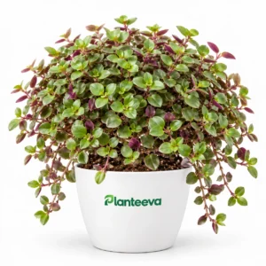 Turtle Vine Plant