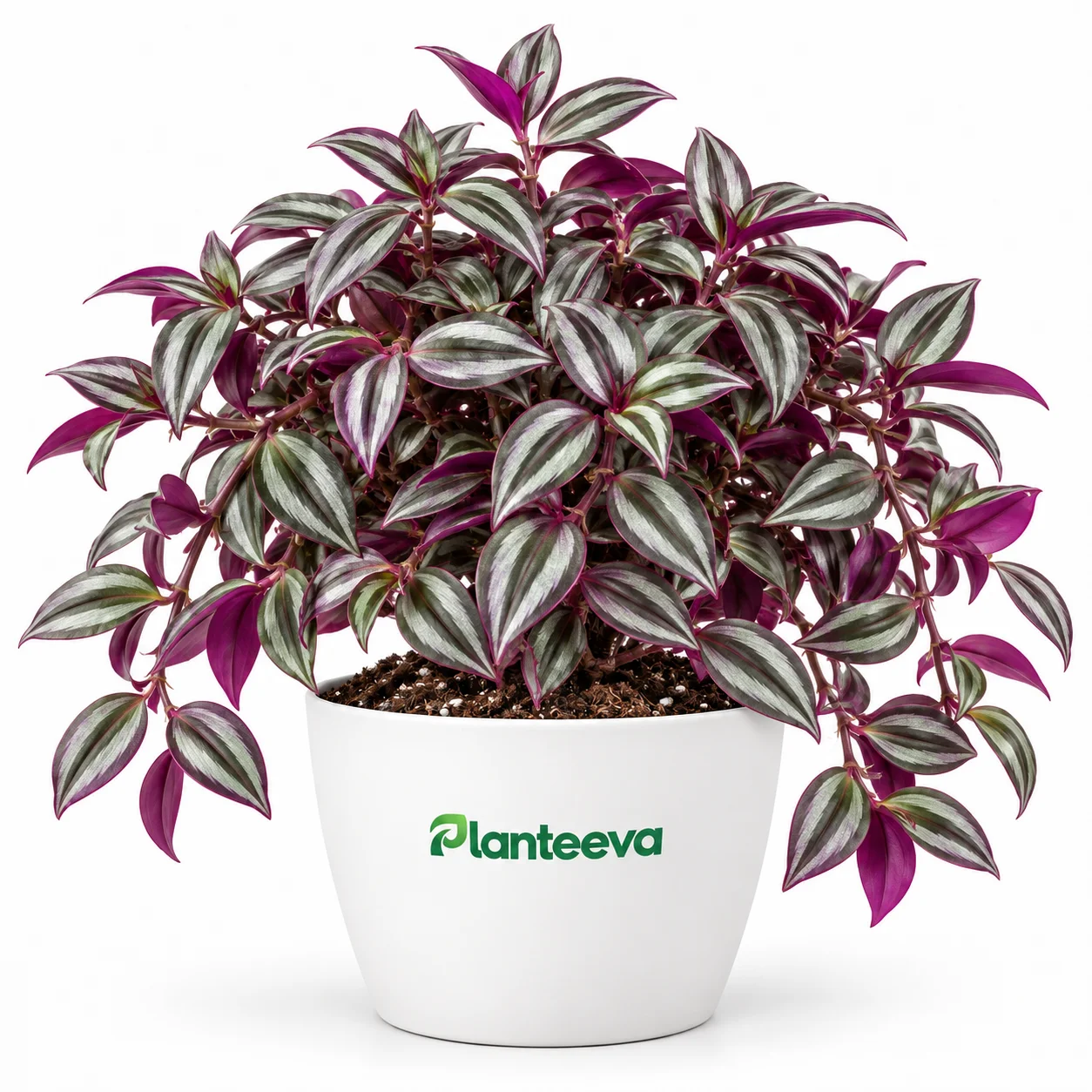 113-wandering-jew-tradescantia-zebrina-featured_resized