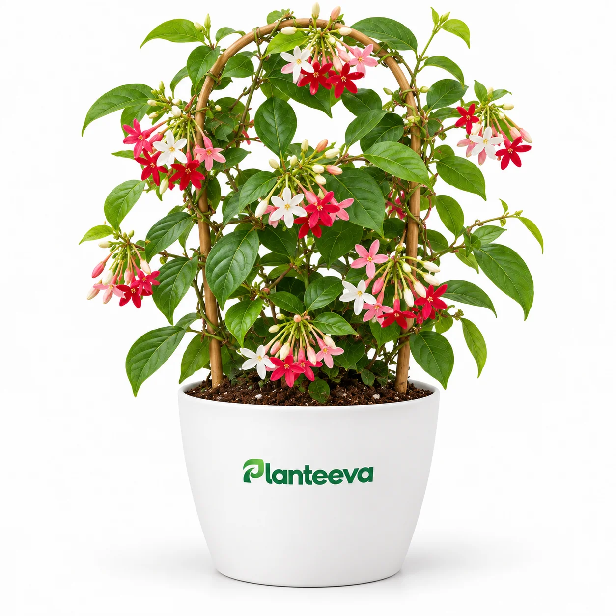 116-rangoon-creeper-featured_resized