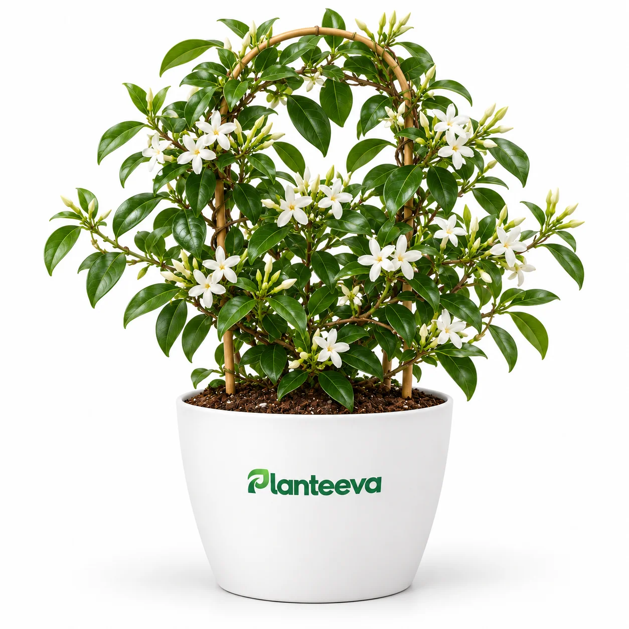 118-star-jasmine-featured_resized