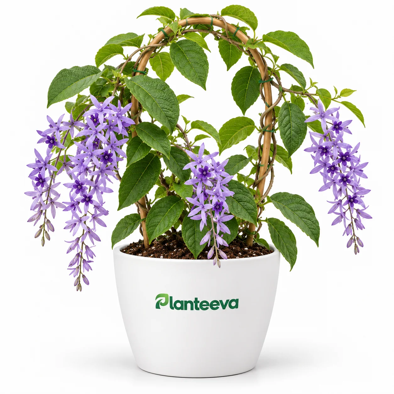 119-sweet-patria-sandpaper-vine-featured_resized