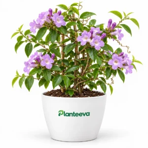 Garlic Vine Plant