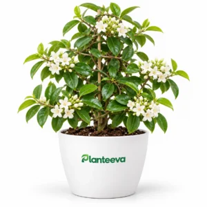 Sonia Vine Plant