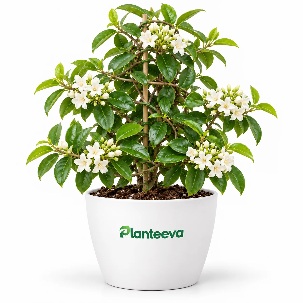 123-sonia-vine-featured_resized