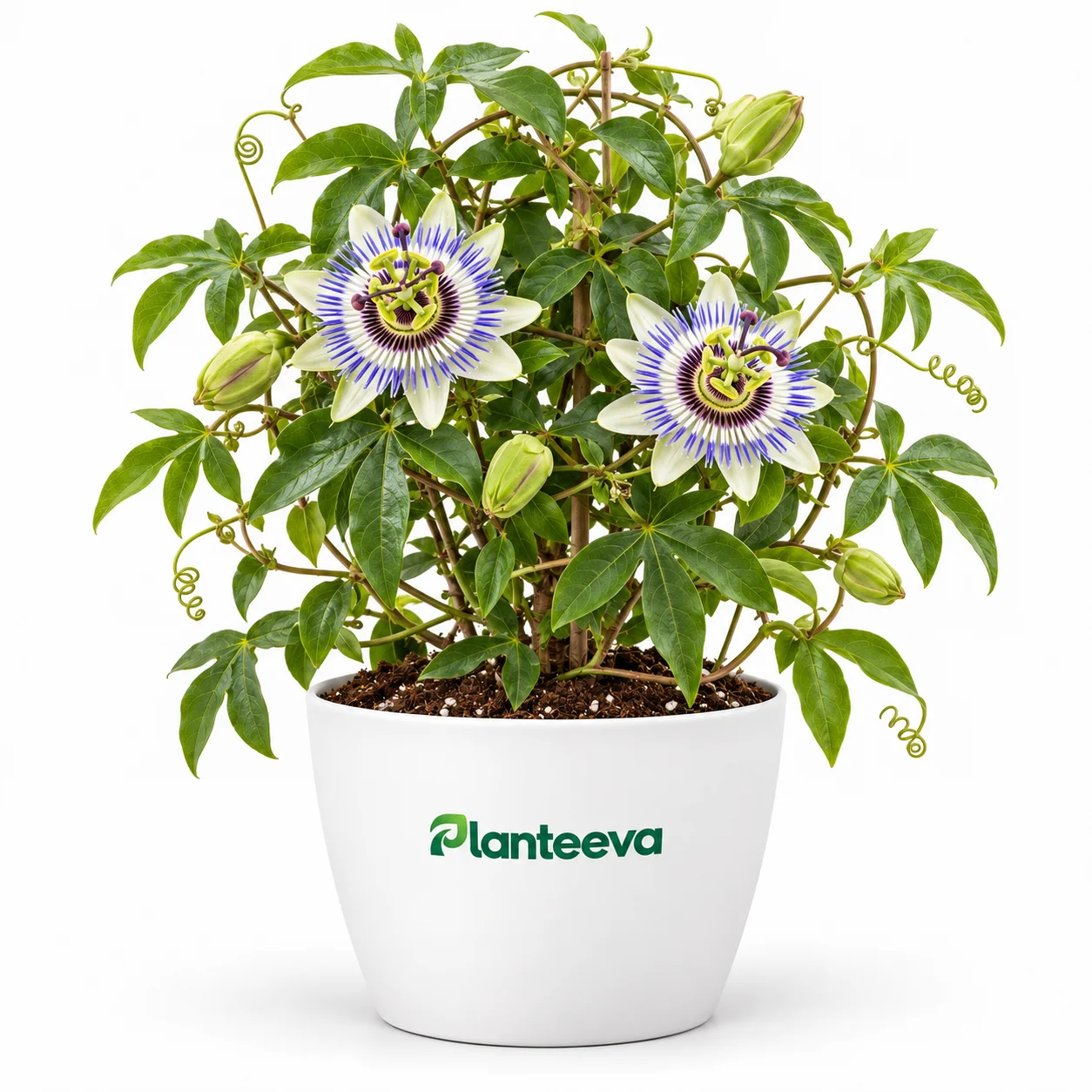 126-passion-flower-featured_resized