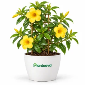 Allamanda Plant