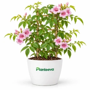Tecoma Vine Plant