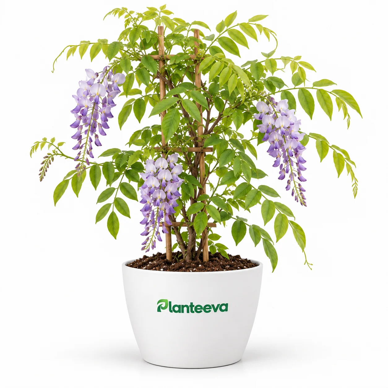 131-wisteria-vine-featured_resized