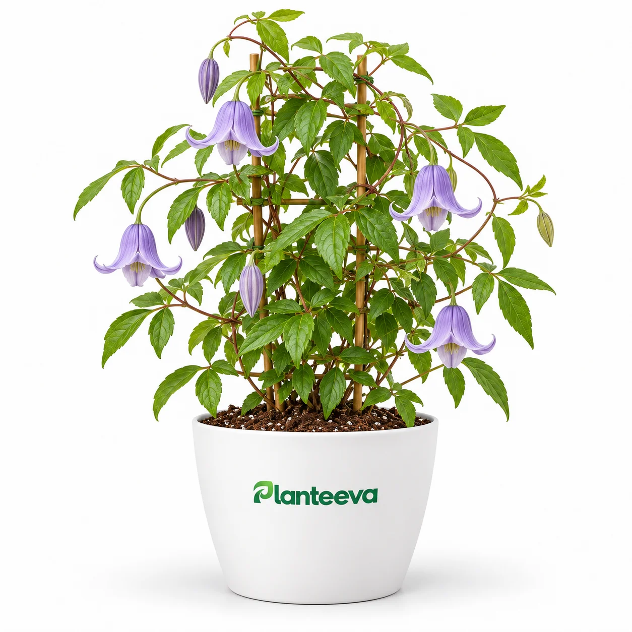 132-clematis-vine-featured_resized