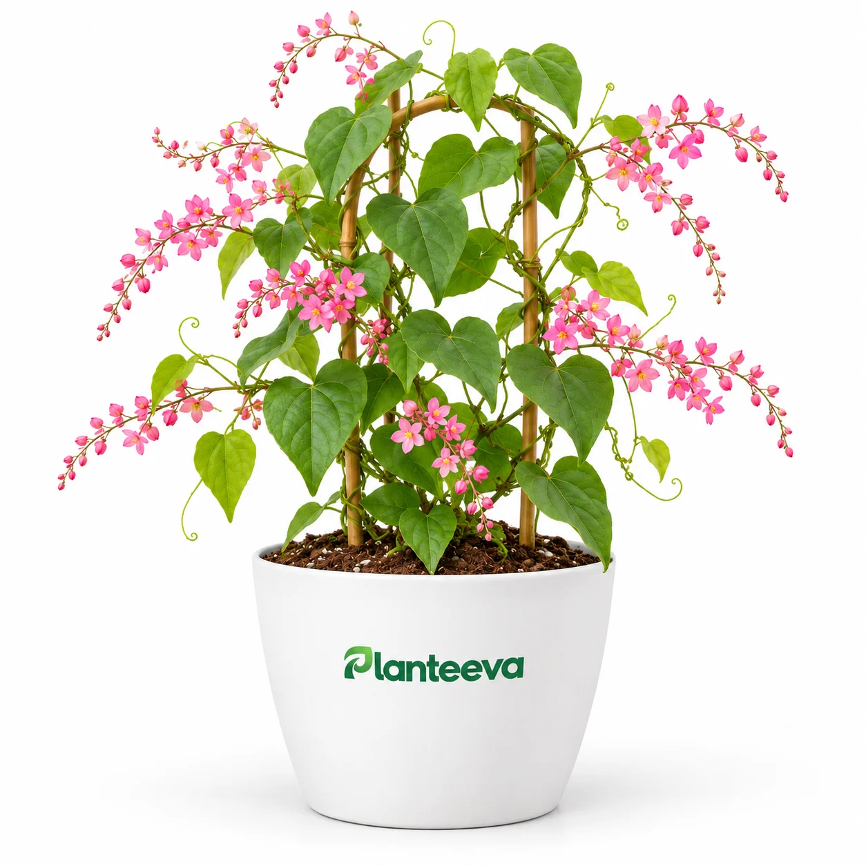 133-coral-vine-antigonon-featured_resized