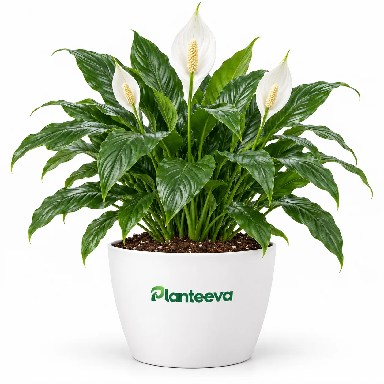 137-pippa-s-peace-lily-plant-featured_resized