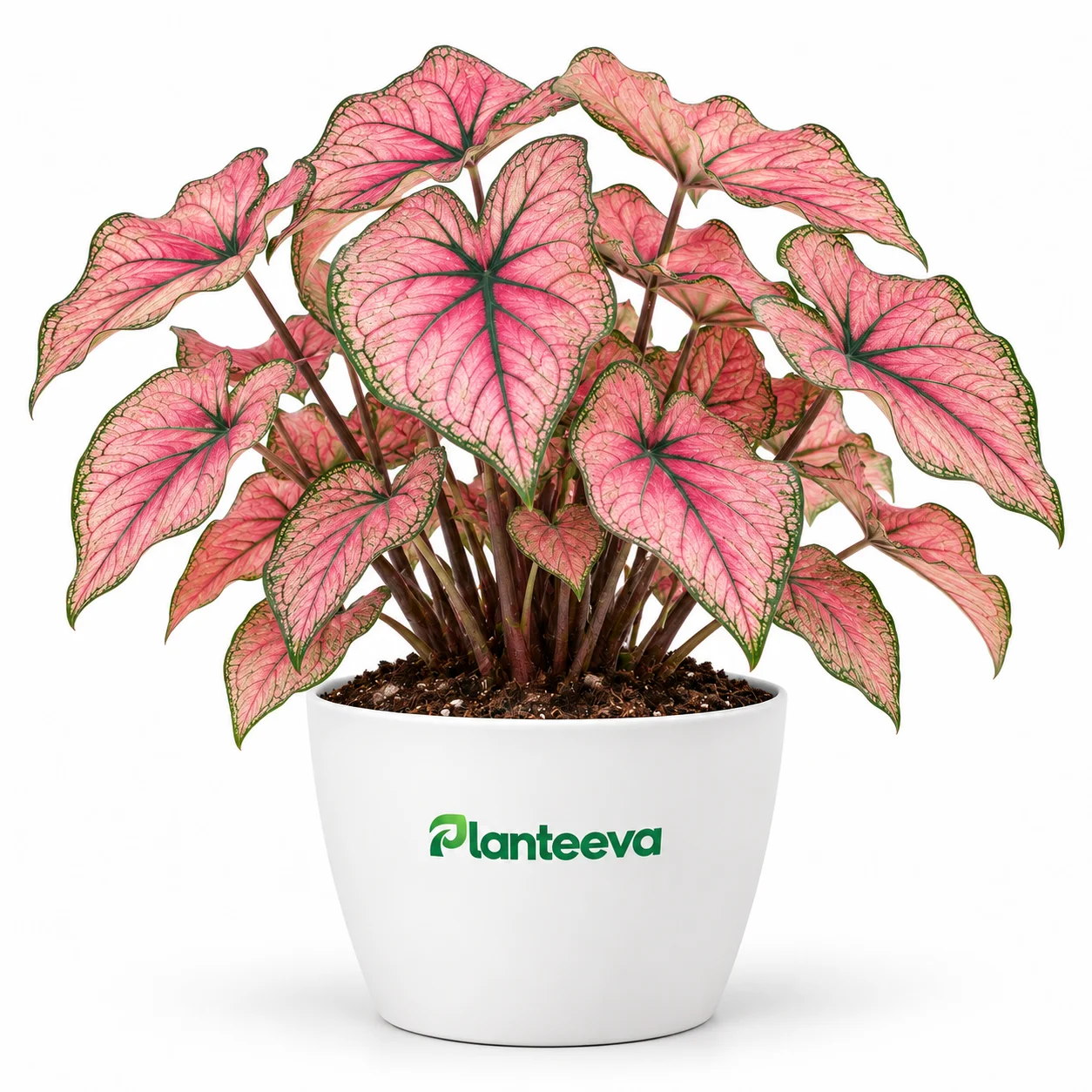 138-caladium-spring-fling-featured_resized