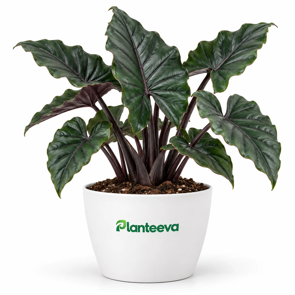 139-alocasia-dark-star-plant-featured_resized