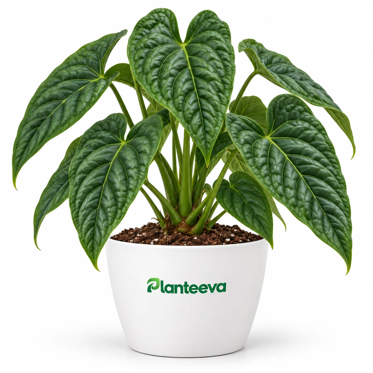 140-anthurium-queremalense-plant-featured_resized