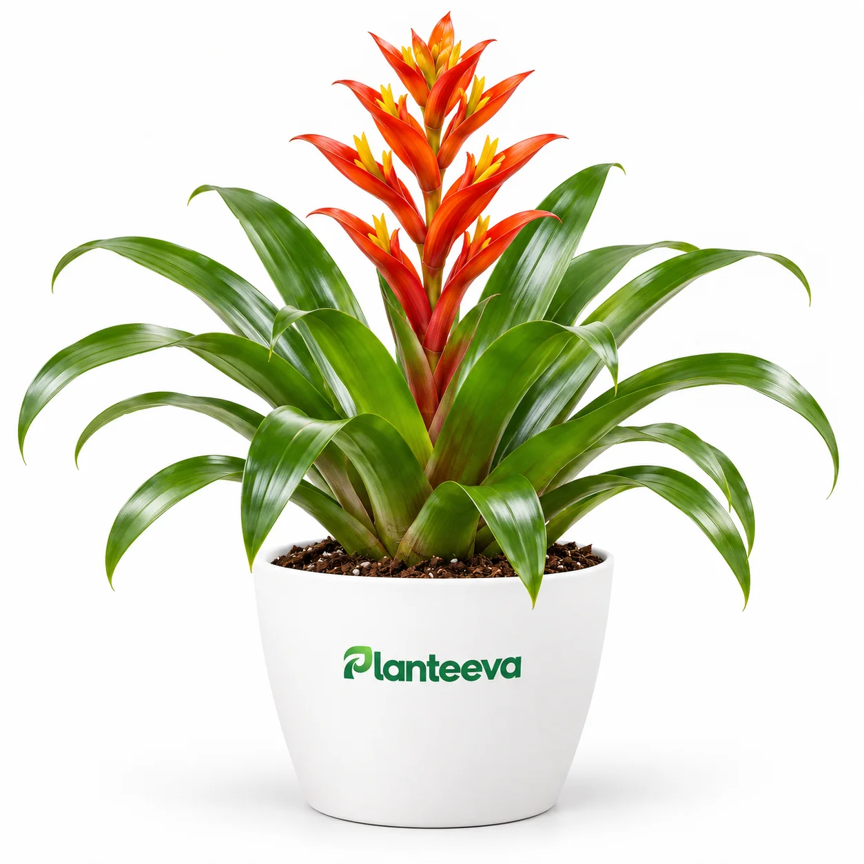141-vriesea-era-forrest-plant-featured_resized