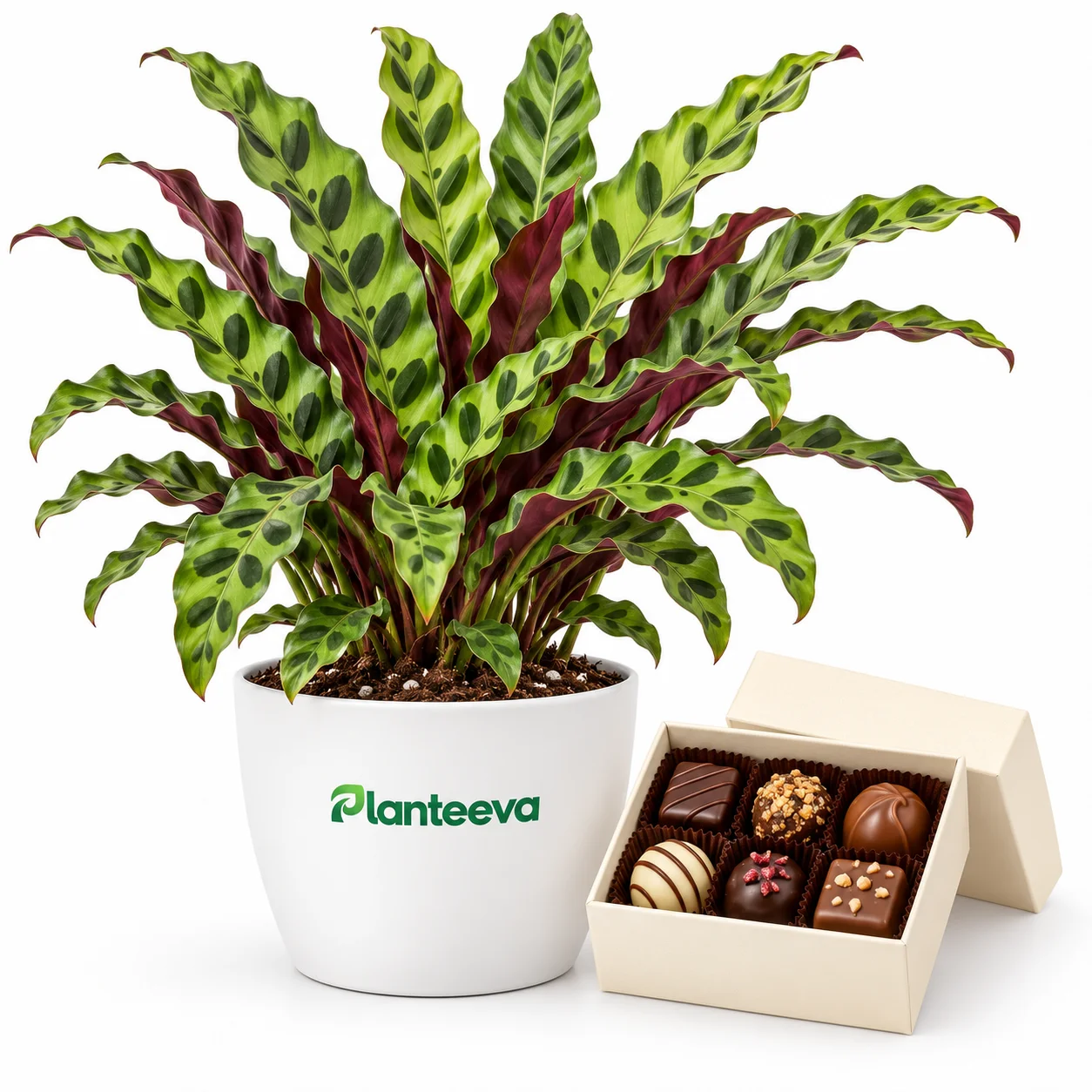 142-jesse-pot-chocolates-thrives-featured_resized