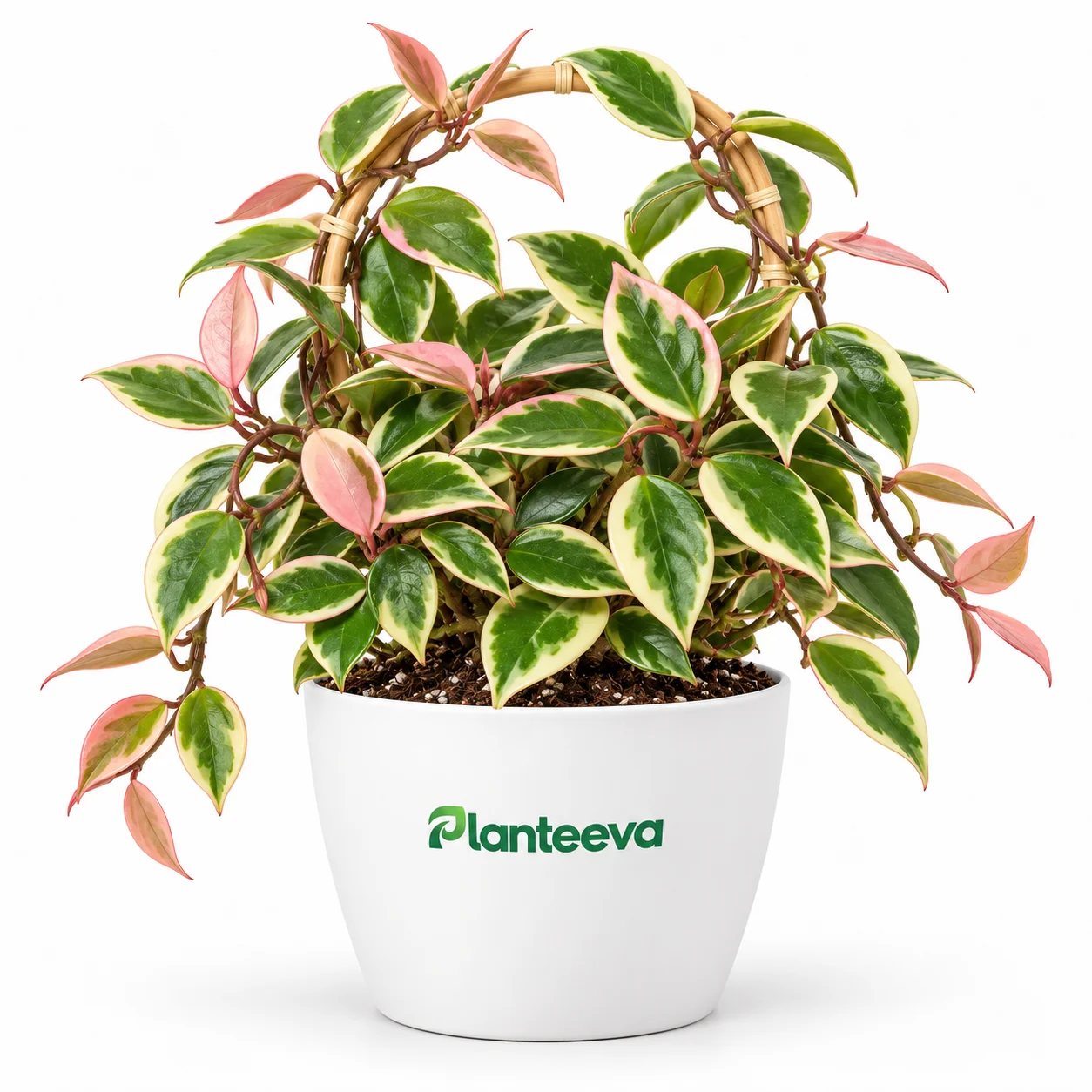 143-hoya-tricolor-plant-featured_resized