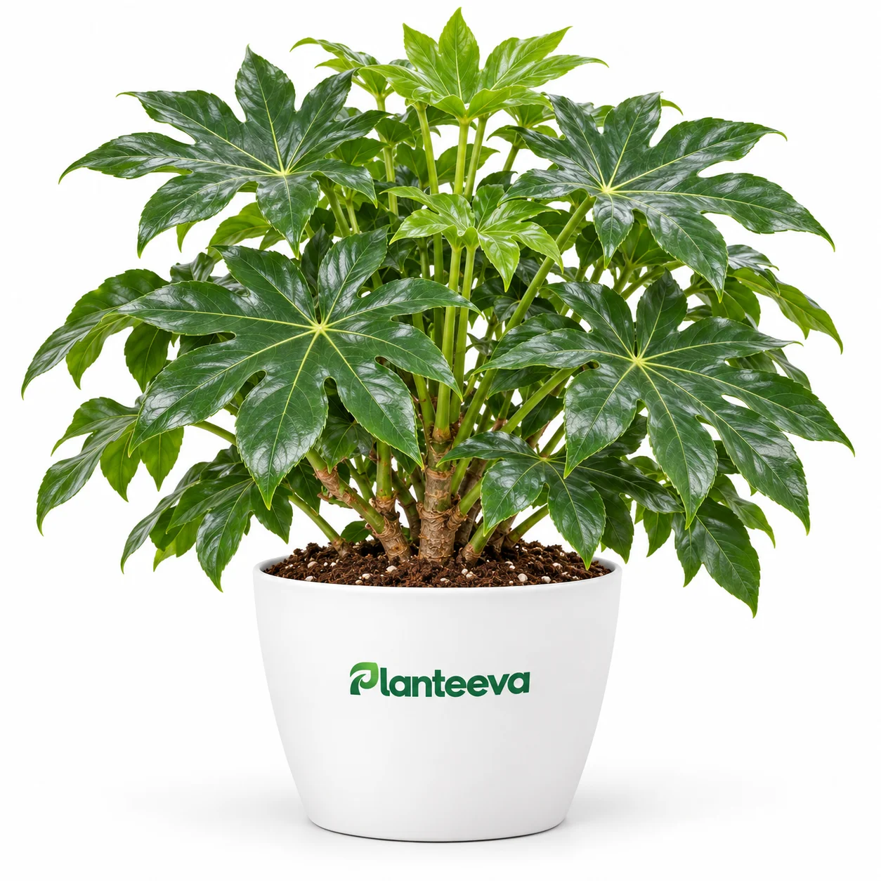 144-fatsia-japonica-plant-featured_resized