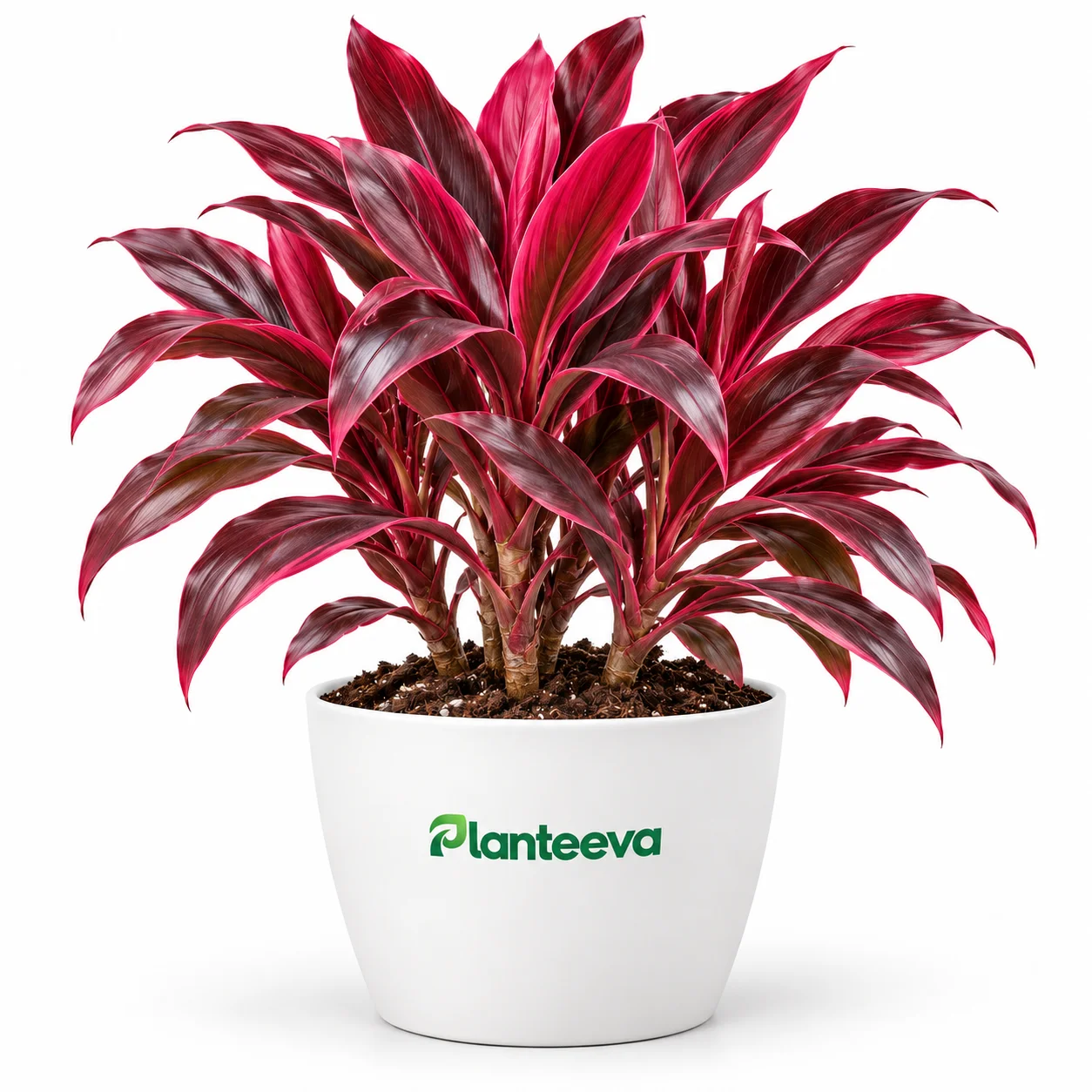 145-kirby-cordyline-red-plant-featured_resized