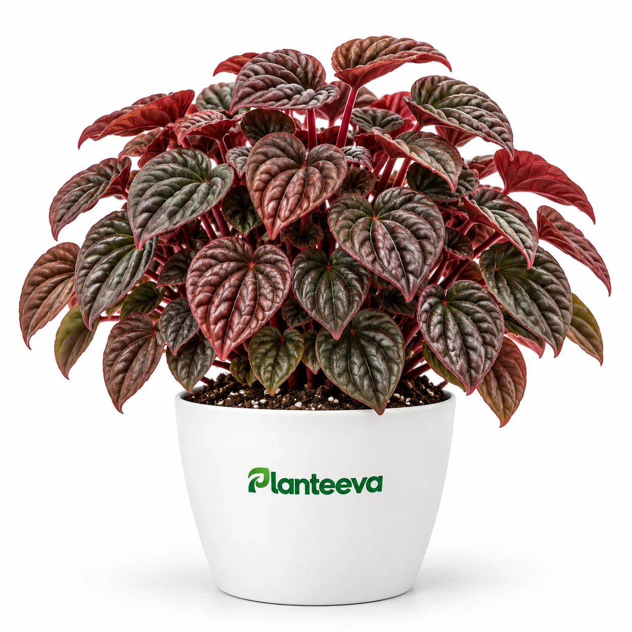 146-peperomia-caperata-cayenne-featured_resized