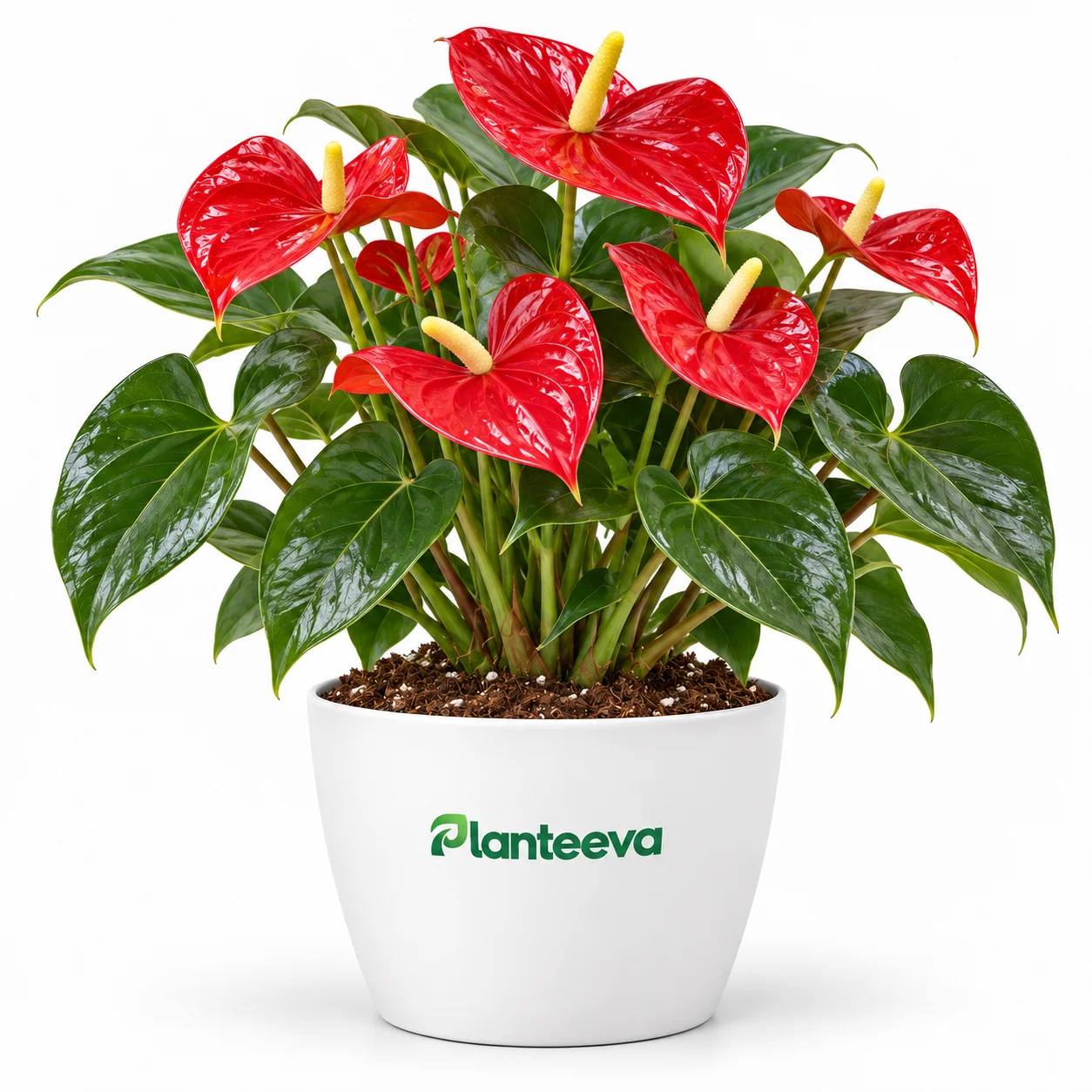 147-anthurium-mille-red-plant-featured_resized