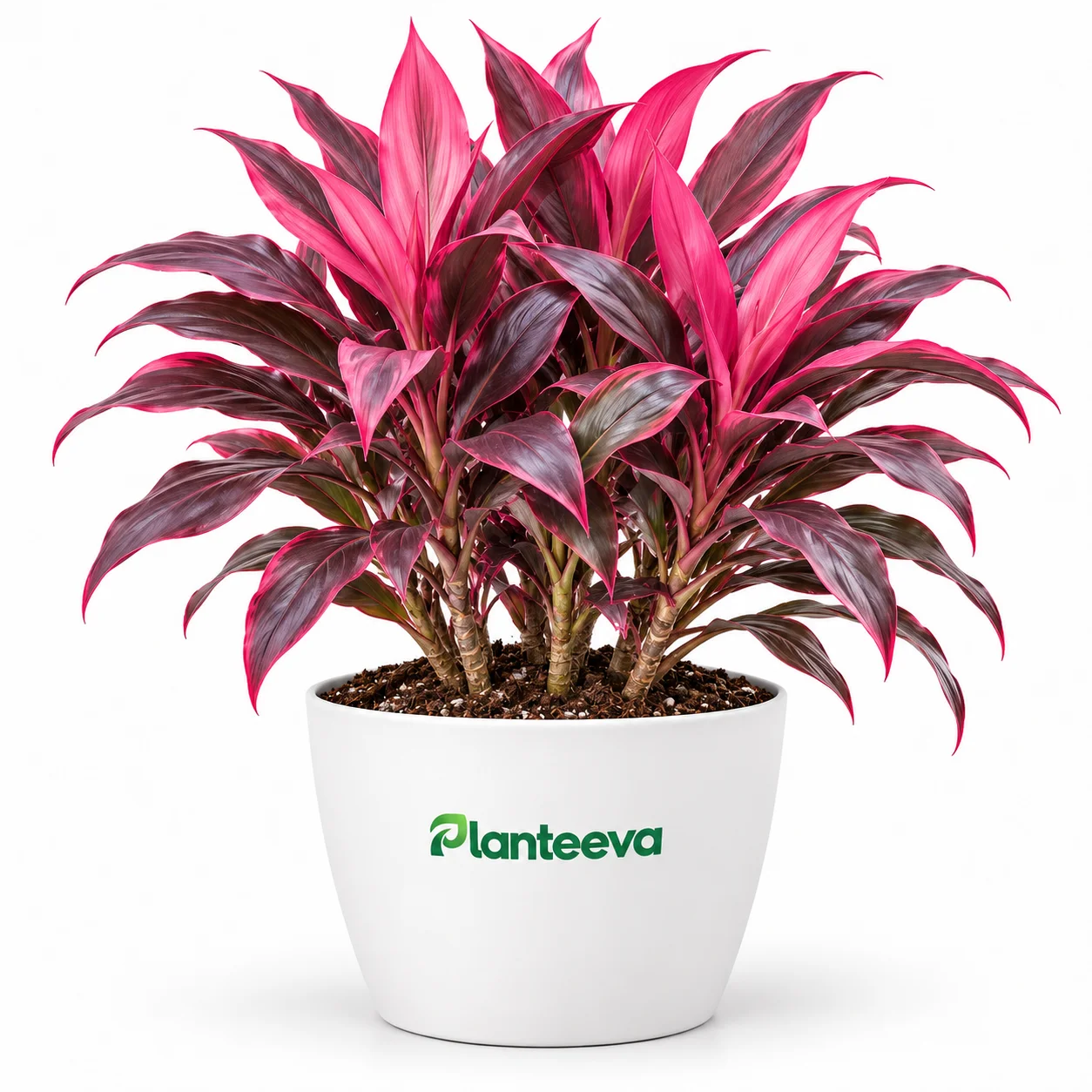 148-cordyline-calypso-queen-featured_resized